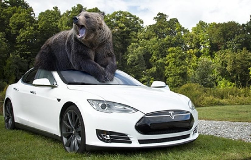 bear-on-car